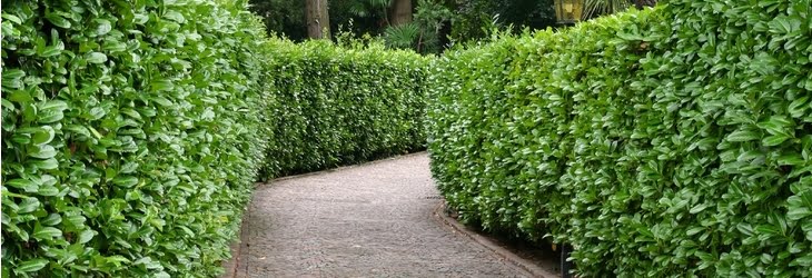 hedge trimming guide