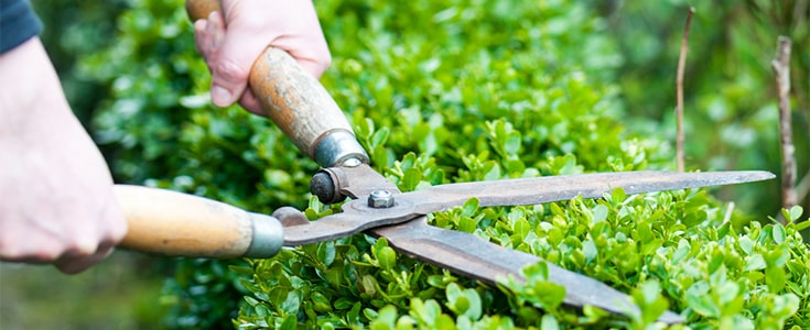 clipping hedges