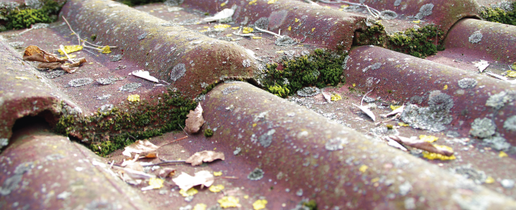 moss roof