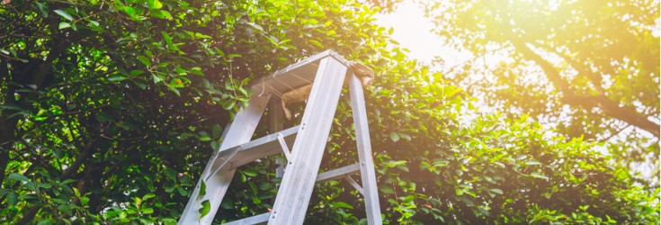 ladder in garden with hedge