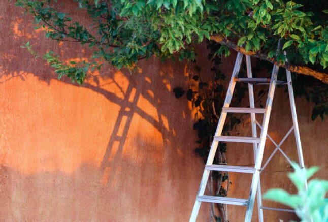 GARDEN LADDERS - FIVE REASONS WHY WE LOVE THEM!